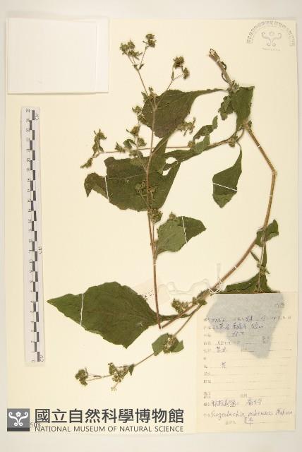 腺梗豨薟藏品圖，第1張