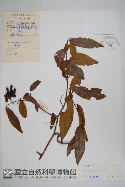 假鷹爪藏品圖，第1張