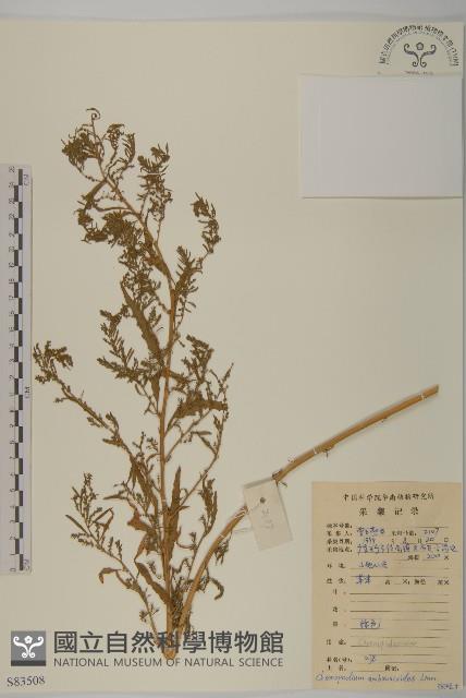 臭杏、土荊芥藏品圖，第1張