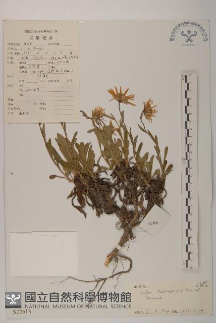 巴塘紫菀藏品圖，第1張