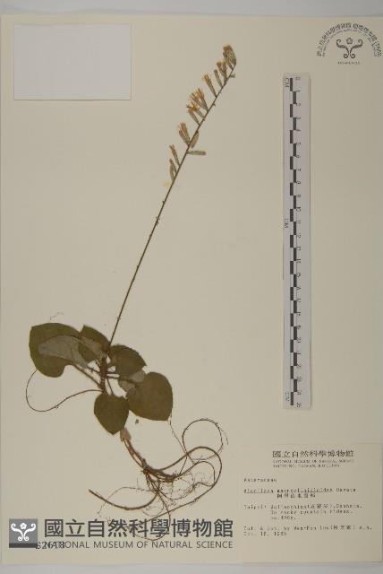 阿里山鬼督郵藏品圖，第1張