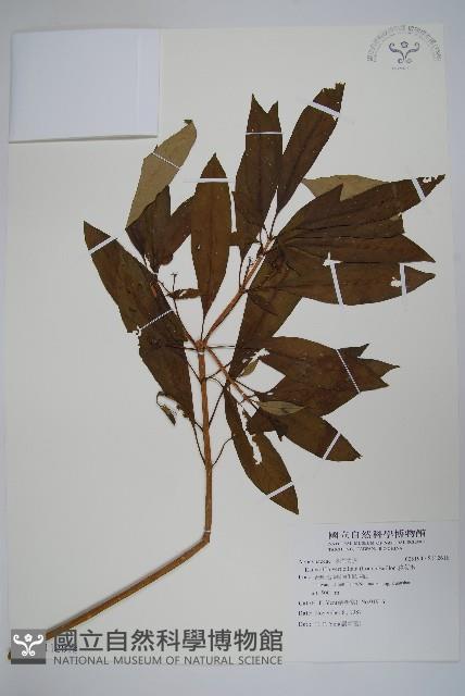 蘿芙木藏品圖，第1張