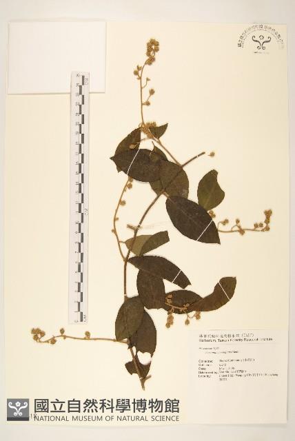 細脈斑鳩菊、毒根斑鳩菊藏品圖，第1張