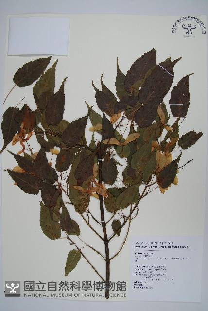 大屯尖葉槭, 川上氏槭藏品圖，第1張