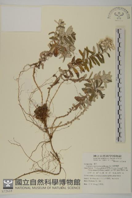 玉山抱莖籟簫藏品圖，第1張