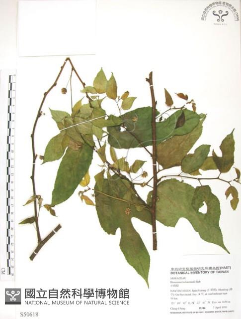 小構樹藏品圖，第1張