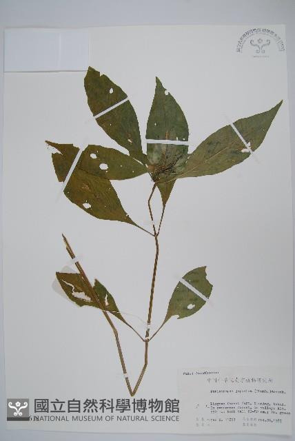 九頭獅子草藏品圖，第1張