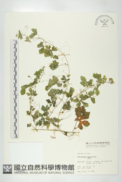 苦瓜藏品圖，第1張