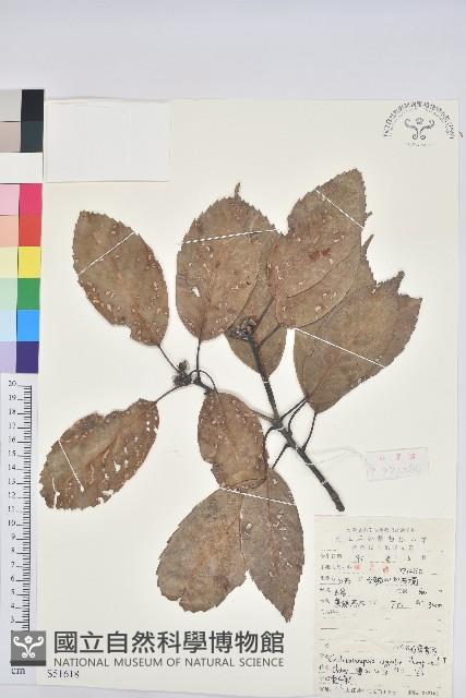 登錄號:S051618藏品圖，第1張