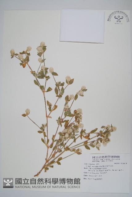 假千日紅藏品圖，第1張