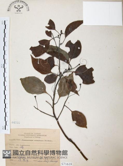 樟樹藏品圖，第1張