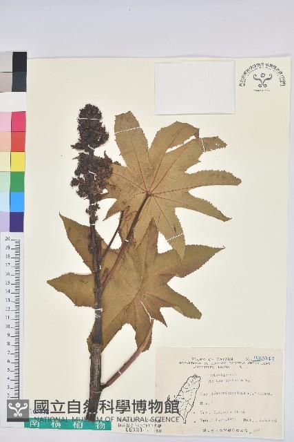 蓖麻藏品圖，第1張