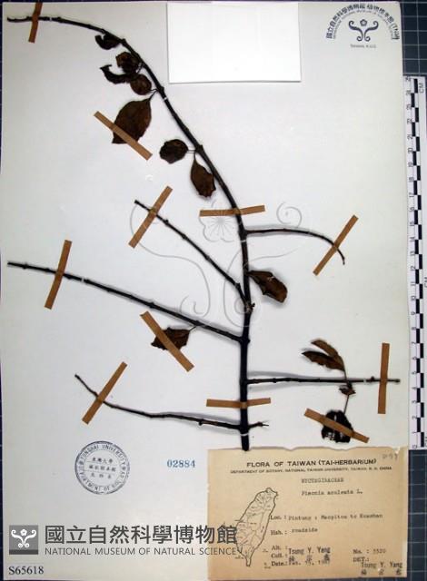 腺果藤、刺藤藏品圖，第1張