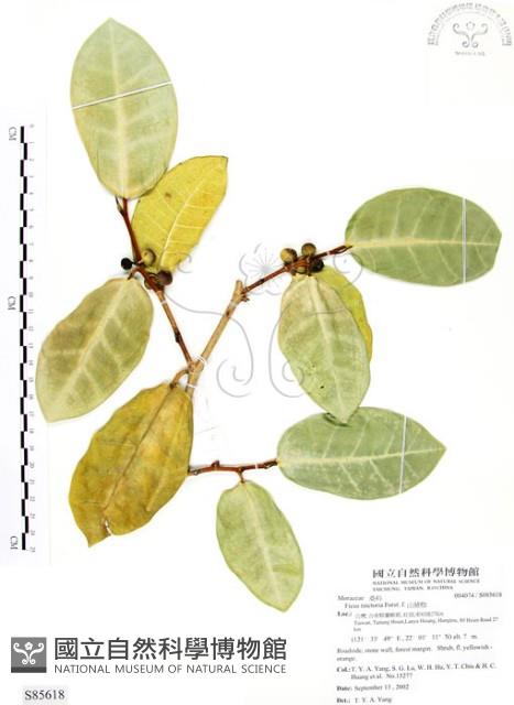 山豬枷藏品圖，第1張