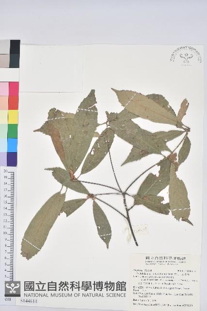 赤皮、赤皮椆藏品圖，第1張