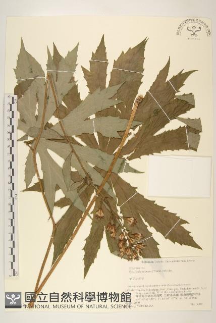 登錄號:S074618藏品圖，第1張