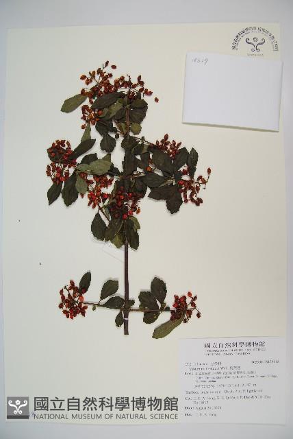 臭莢迷藏品圖，第1張