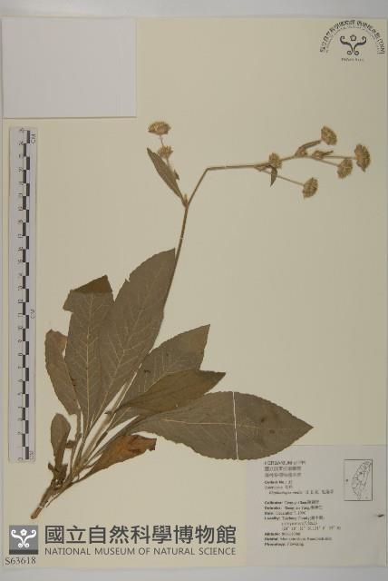 地膽草、毛蓮菜藏品圖，第1張