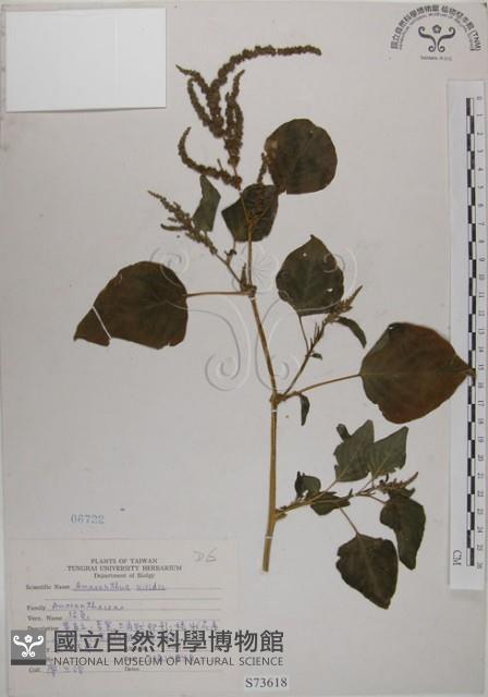 野莧菜藏品圖，第1張