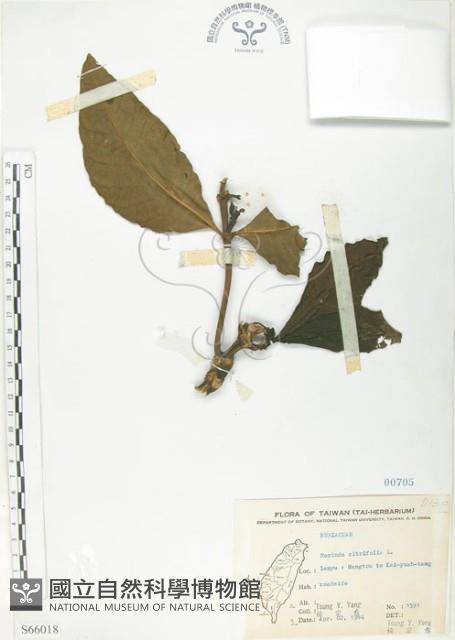 檄樹、諾麗果藏品圖，第1張