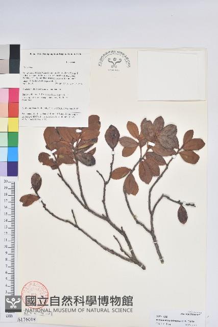 莢迷葉越橘藏品圖，第1張