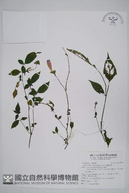 臺灣馬藍藏品圖，第1張