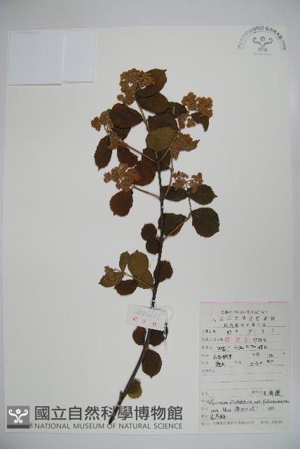 廬山莢迷藏品圖，第1張