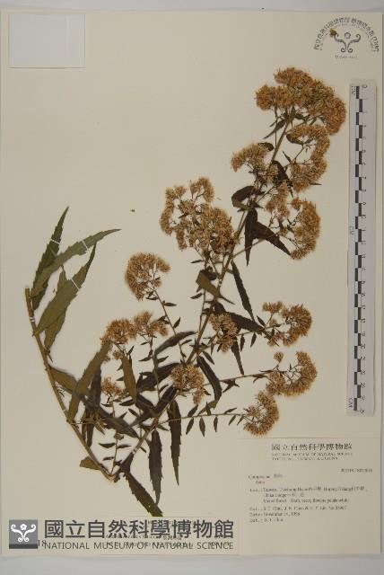 臺灣馬蘭藏品圖，第1張