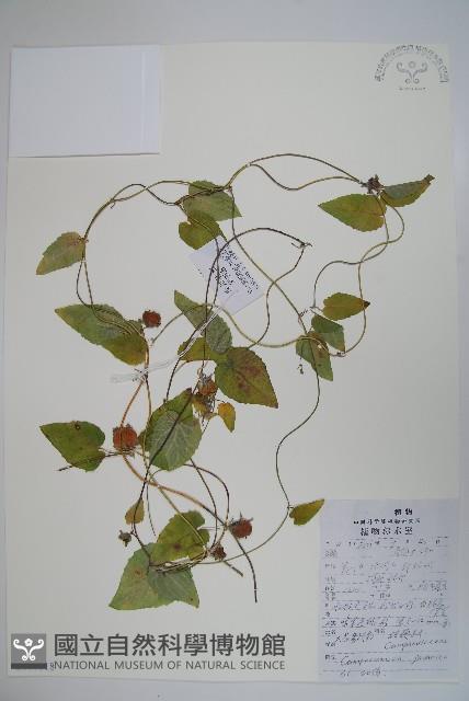 大花金錢豹藏品圖，第1張