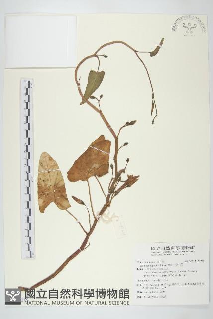 甕菜、空心菜藏品圖，第1張