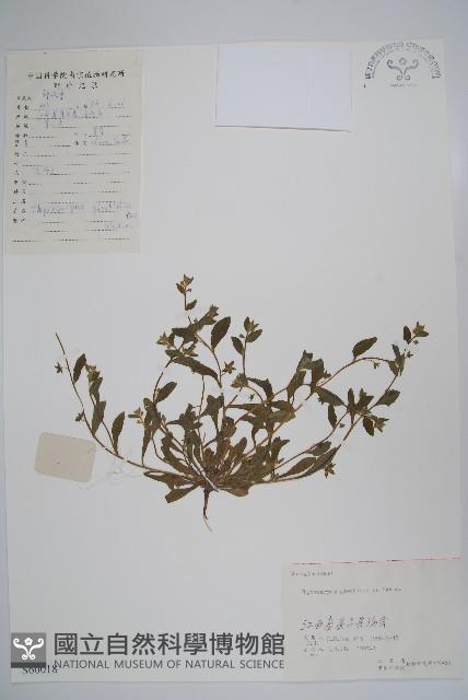 彎齒盾果草藏品圖，第1張