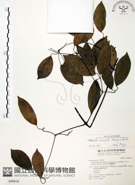 柱果鐵線蓮藏品圖，第1張