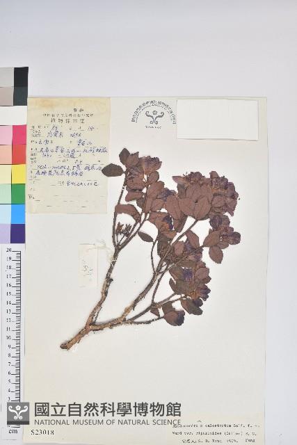 野豇豆藏品圖，第1張