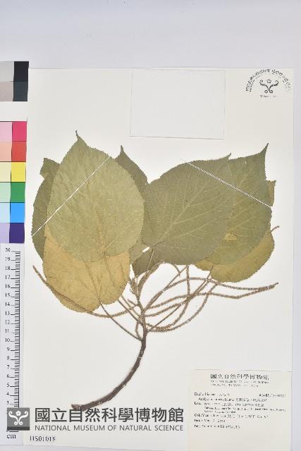 密子豆藏品圖，第1張