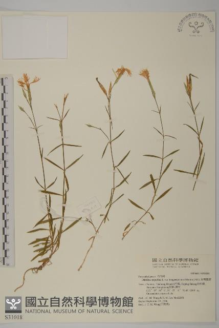 Accession Number:S031018 Collection Image, Figure 1, Total 2 Figures