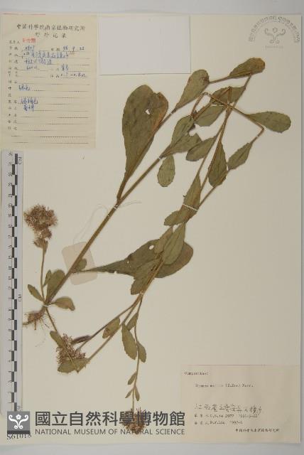 柔毛艾納香藏品圖，第1張