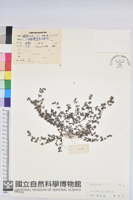 千根草藏品圖，第1張