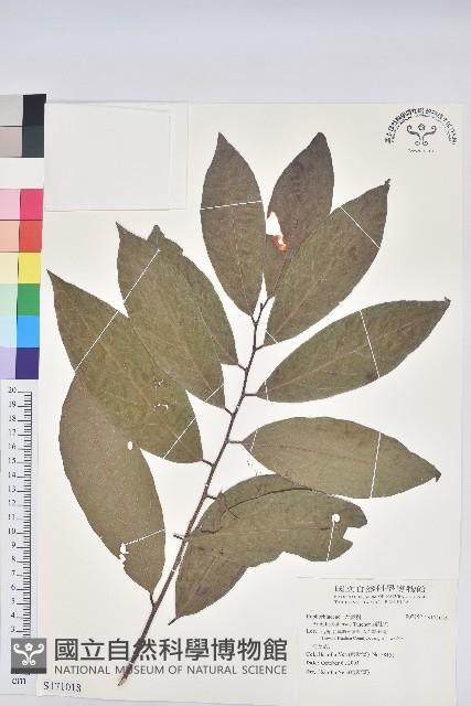 刺杜密藏品圖，第1張