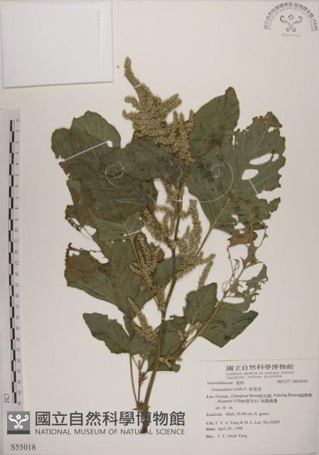 野莧菜藏品圖，第1張