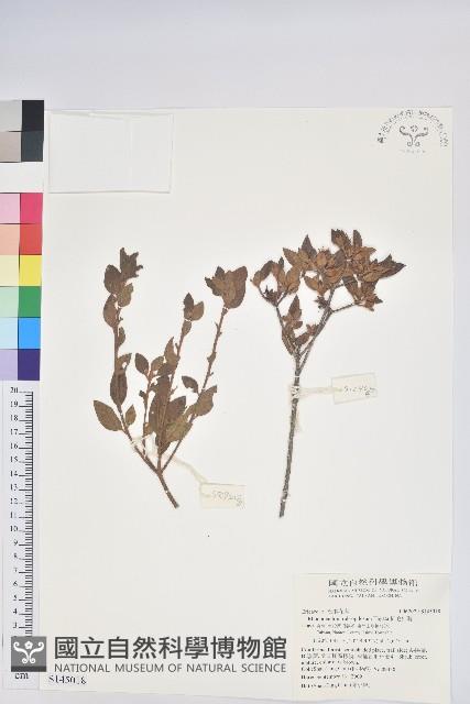 紅毛杜鵑藏品圖，第1張