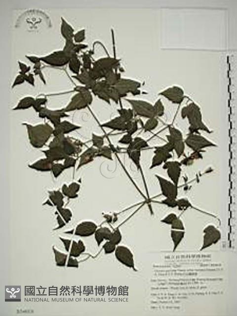 巴氏鐵線蓮藏品圖，第1張