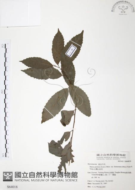 台灣山桂花藏品圖，第1張