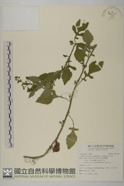 茯苓菜藏品圖，第1張