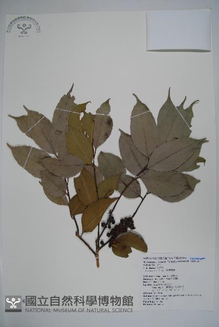 臺灣糊樗藏品圖，第1張