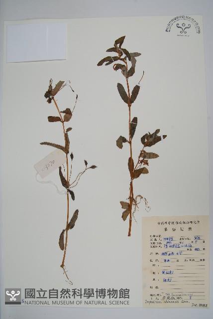 華鳳仙藏品圖，第1張