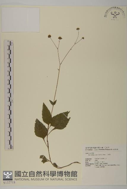 下田菊藏品圖，第1張