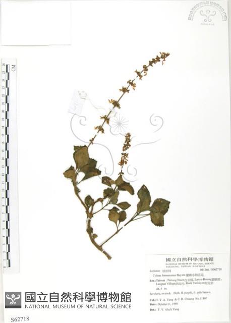 蘭嶼小鞘蕊花藏品圖，第1張