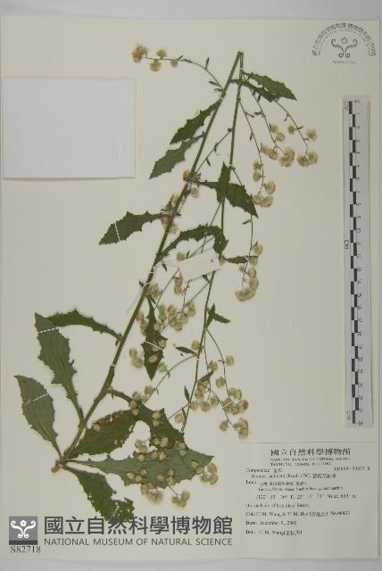 裂葉艾納香藏品圖，第1張