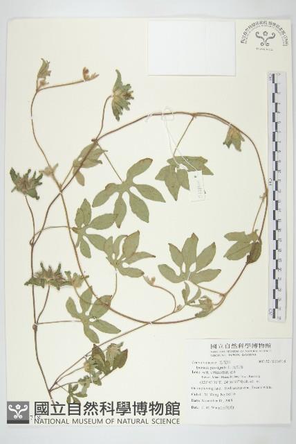 九爪藤藏品圖，第1張