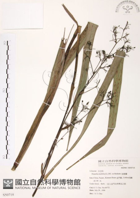 桔梗蘭藏品圖，第1張